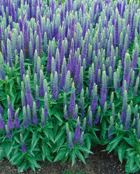 Veronica spicata 'Ulster Dwarf Blue', Ähriger Ehrenpreis, blau, ca. 9x9 cm Topf