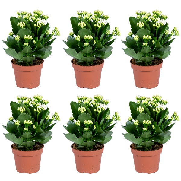 Dekoratives Schild mit dem Text: Ab hier ist Schluss mit lustig!