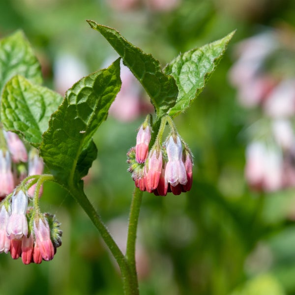 Bloomique - 3er Set - Symphytum Grandiflorum - Beinwell - Gartenpflanzen - Winterhart - Höhe 10-20 cm - Topf 9x9 cm