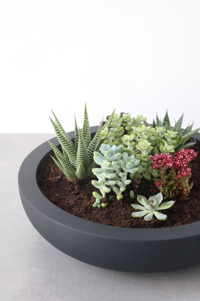 Sukkulenten-Arrangement in einer dunkelgrauen, runden Pflanzschale mit verschiedenen Pflanzen wie Haworthia und Echeveria.
