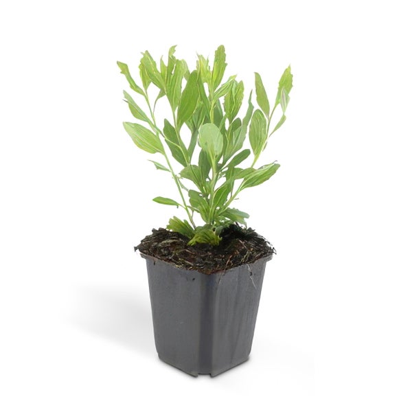 Zierstaude - Wilde Aster - Aster ageratioides 'Ashvi' - 9cm Topf - Set mit 12 Pflanzen