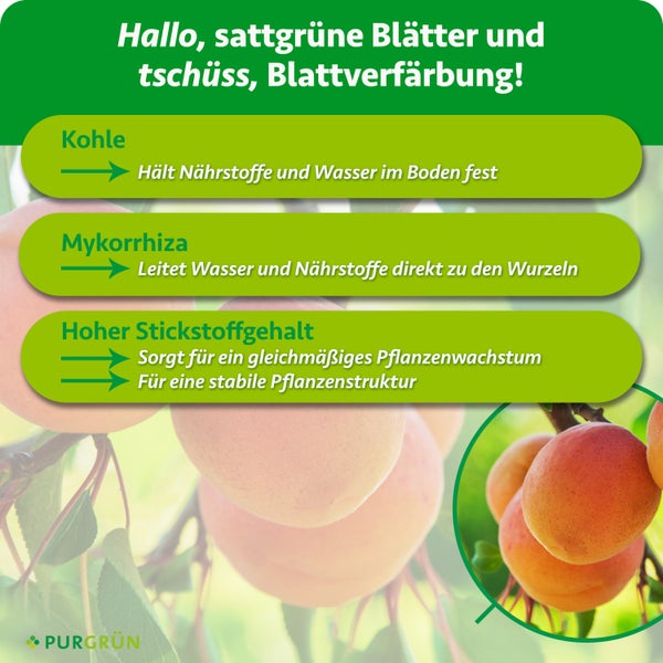 Infografik über die Vorteile von Kohle, Mykorrhiza und Stickstoff in Pflanzendünger für gesundes Pflanzenwachstum.