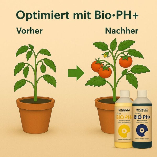 Vorher-Nachher-Vergleich einer Tomatenpflanze mit Biobizz Bio PH Plus. Links Pflanze ohne Früchte, rechts Pflanze mit reifen Tomaten.