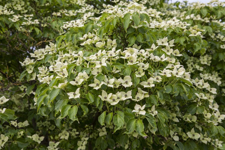 Cornus kousa chinensis 'China Girl', Chinesischer Blumen-Hartriegel, 40–60 cm