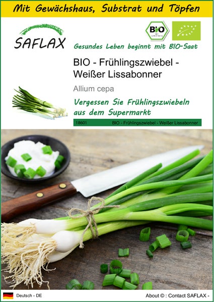 SAFLAX Anzucht Set - BIO - Frühlingszwiebel - Weißer Lissabonner - Allium cepa - 150 Samen - Mit Mini-Gewächshaus, Anzuchtsubstrat und 2 Töpfen