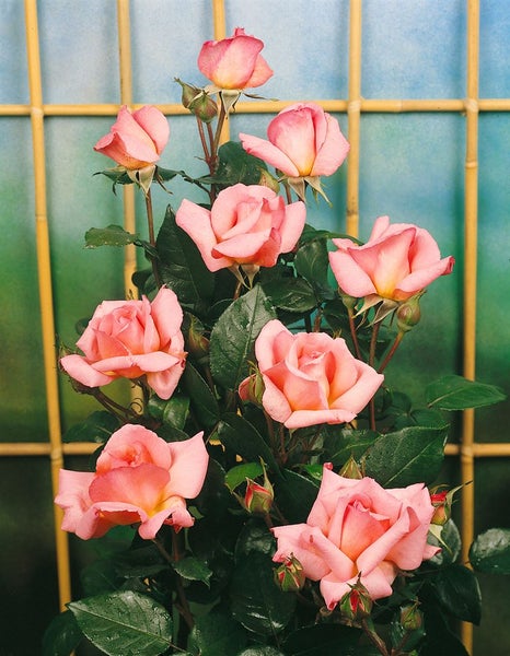 Rosa 'Compassion', Edelrose, apricot-rosa, 5-7,5 Liter Container