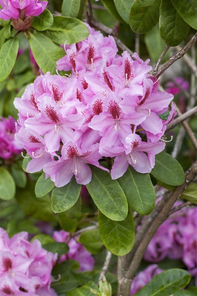Rhododendron Hybr. 'Furnivall's Daughter', rosa Blüten, 30–40 cm