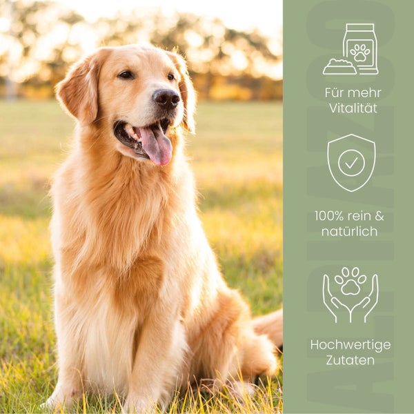 alphazoo Alpha-Immun Futteröl für Hunde 250ml