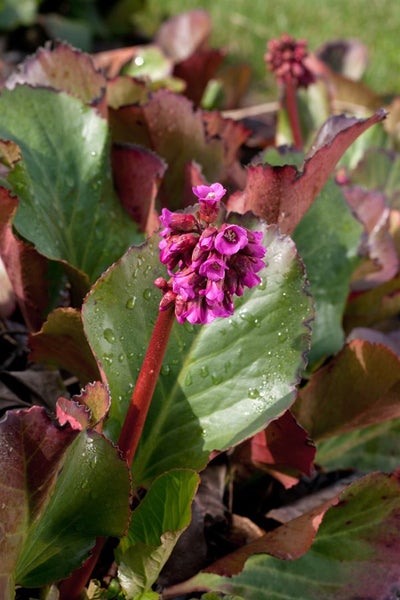 Bergenia cordifolia 'Admiral', Riesensteinbrech, rosa, ca. 11x11 cm Topf