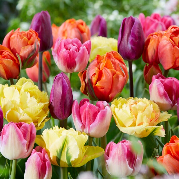 Bloomique - Mischung aus 20- bis 60-tägigen Tulpen - Tulpenzwiebeln - Farbmischung - Blumenzwiebeln - Frühlingsblüher - Mehrjährige Pflanzen - Wird bis zu 25-60 cm groß