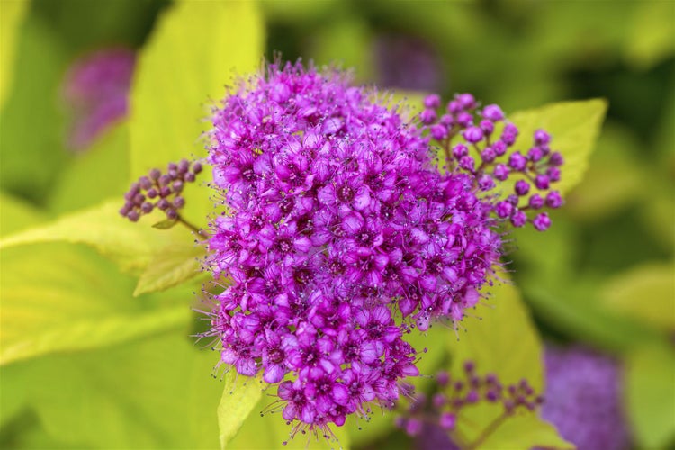 Spiraea japonica 'Golden Princess', Japanische Spiere, goldgelb, 20–30 cm