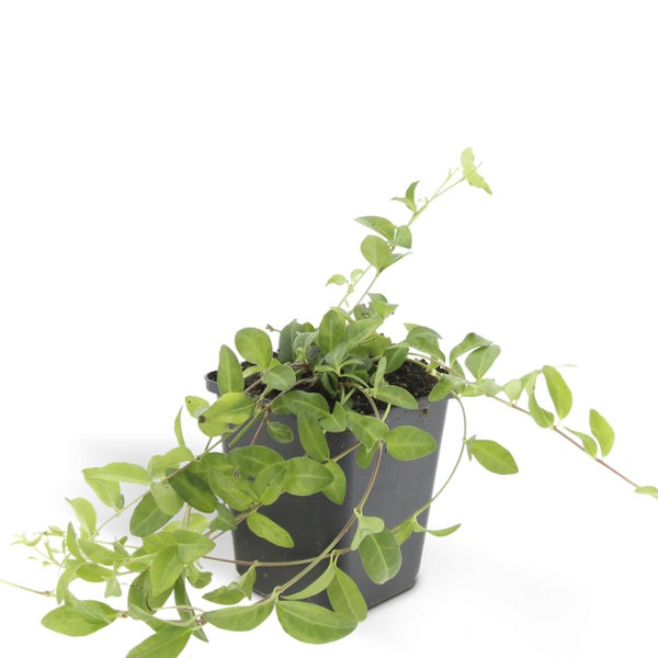 Im Topf gewachsene Immergrün Pflanze