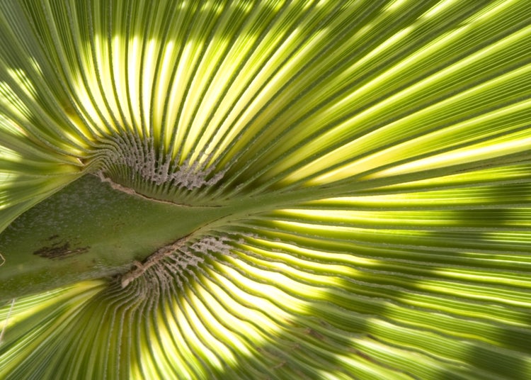 SAFLAX Garden to go - Washingtonia Fächerpalme - Washingtonia robusta - 12 Samen - Mit Topf, Klima - Deckel und Anzuchtsubstrat