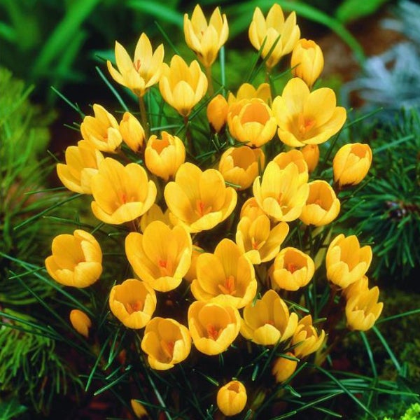 Gelbe Krokusse im Gartenbeet