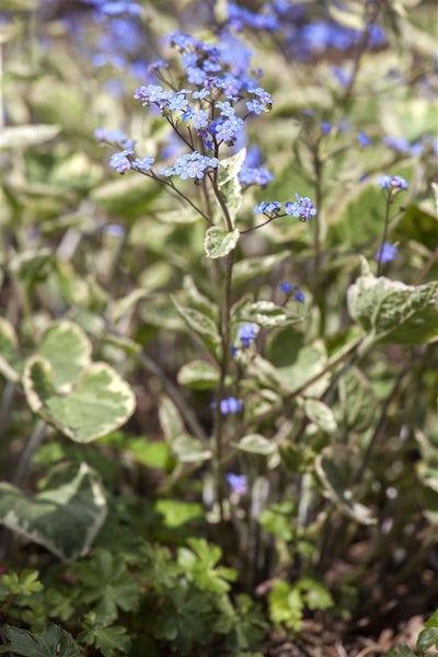 Brunnera macrophylla 'Hadspen Cream', Kaukasusvergissmeinnicht, ca. 11x11 cm Topf