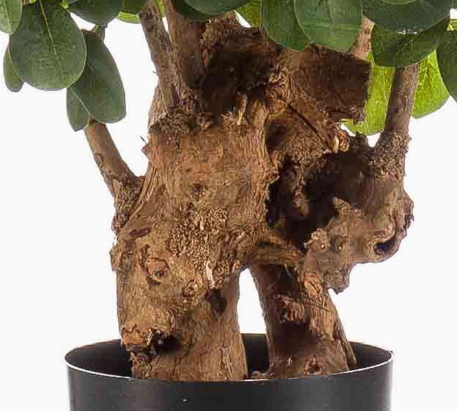 Schwarzer Pflanztopf aus Kunststoff mit dicken braunen Pflanzenstämmen.