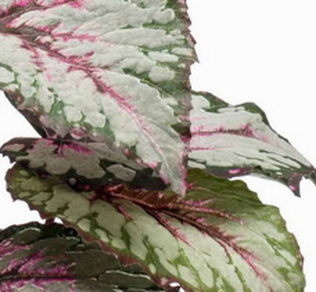 Nahaufnahme einer Begonia rex mit gemusterten Blättern in Silber, Grün und Rosa.