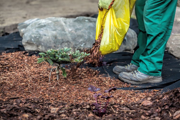 Gärtner bringt Rindenmulch aus einer gelben Tüte um eine kleine Tanne auf