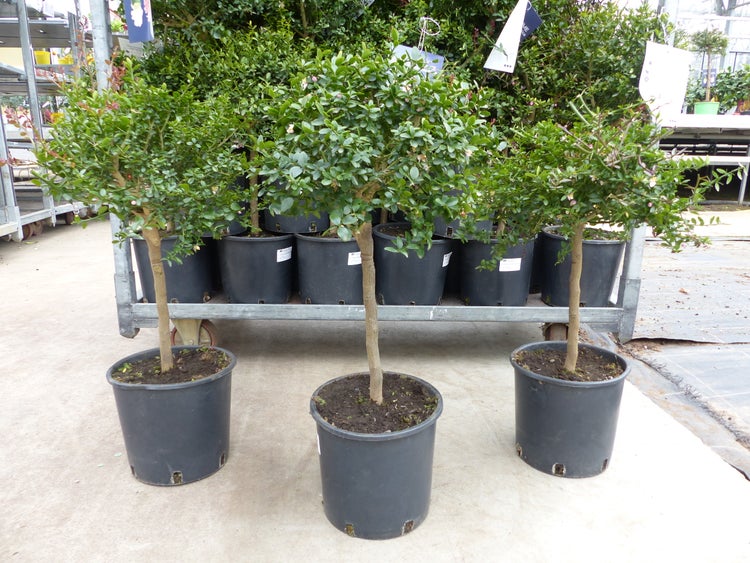 Drei kleine Zierbäume mit runden grünen Kronen in schwarzen Kunststofftöpfen in einem Gartencenter.