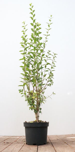 Ligustrum vulgare 'Atrovirens', Gewöhnlicher Liguster, immergrün, 60–100 cm