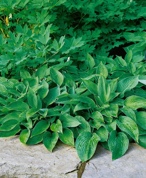 Hosta elata, Funkie, grün, ca. 11x11 cm Topf