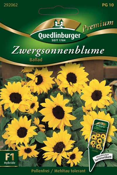 Quedlinburger Saatgut für Zwergsonnenblume Ballad, pollenfrei, mehltautolerant, F1 Hybride, inklusive Sortenetikett.