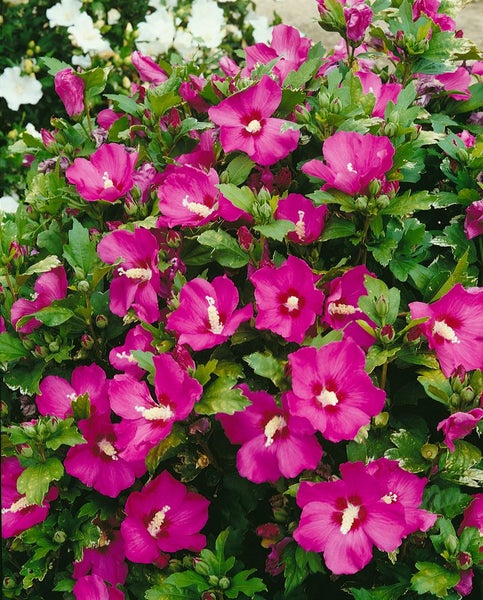 Hibiscus syriacus 'Woodbridge', Roseneibisch, rosa Blüten, 80–100 cm