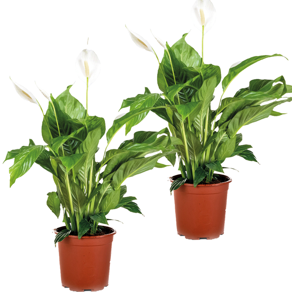 2x Spathiphyllum 'Bingo Cupido' - Löffelpflanze - Zimmerpflanze - Desodorierend – ⌀17 cm – ↕65-75 cm