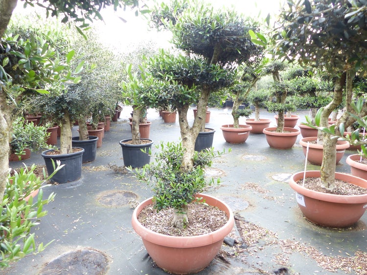 Olivenbaum Pon Pon 170 cm | 7 Pon Pon Bonsai Formgehölz, winterhart