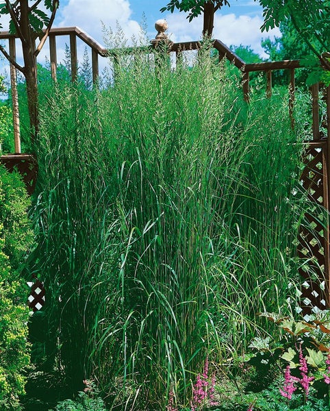 Ziergras im Gartenbeet