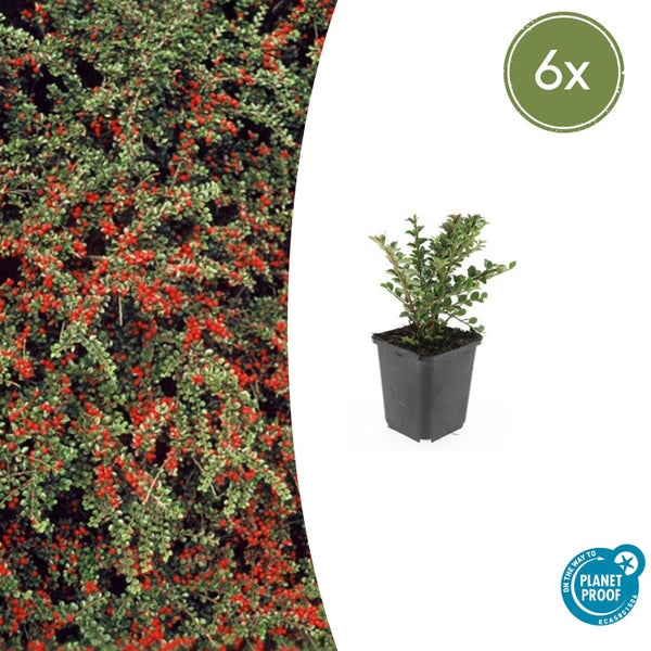Fächer-Mispel Cotoneaster horizontalis im 6er-Pack, junge Pflanze im Topf und ausgewachsene Hecke mit Beeren, PlanetProof zertifiziert