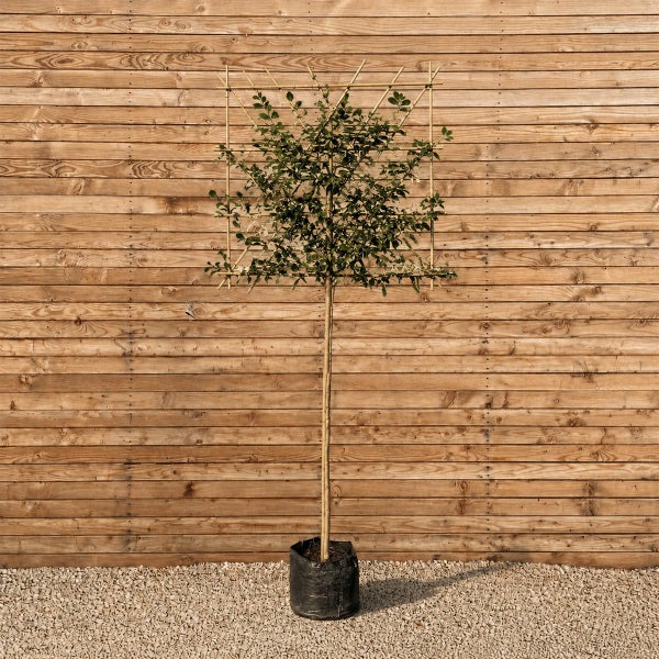 Ein Spalierbaum mit quadratischer Form in einem Pflanzbeutel vor einer Holzwand.