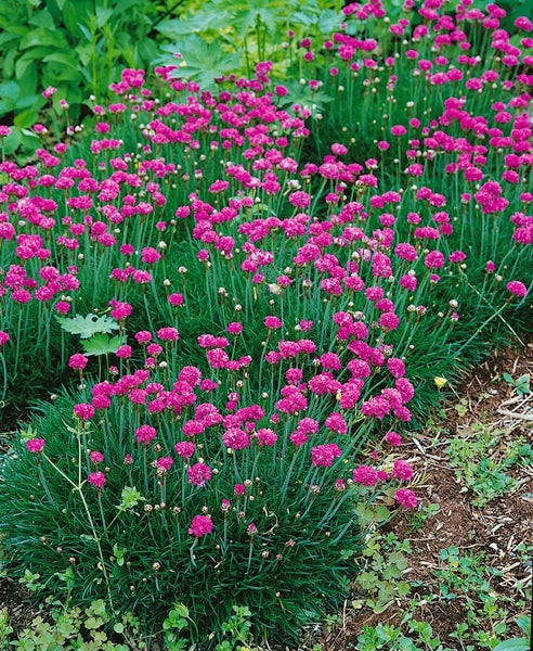 Armeria maritima 'Düsseldorfer Stolz', Grasnelke, rosa, ca. 9x9 cm Topf