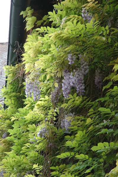 Wisteria floribunda, Japanische Blauregen, 150–200 cm, duftend