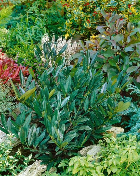 Prunus laurocerasus 'Otto Luyken', Kirschlorbeer, immergrün, 40–50 cm