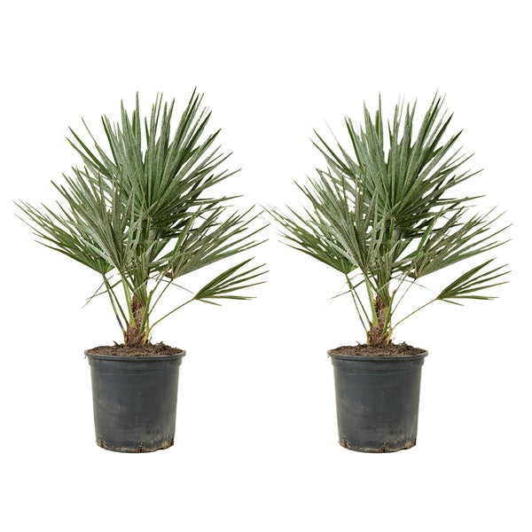 2x Chamaerops Humilis – Europäische Zwergpalme – Palme – Winterhart – ⌀19 cm – ↕60-70 cm