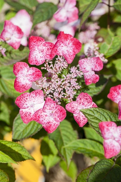 Hydrangea serrata 'Benigaku', Japanische Hortensie, rosa, 30–40 cm
