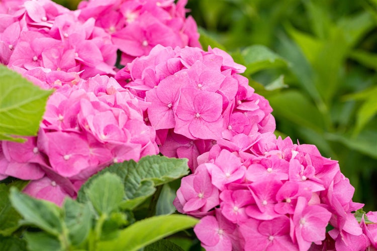 Nahaufnahme von rosa Hortensienblüten