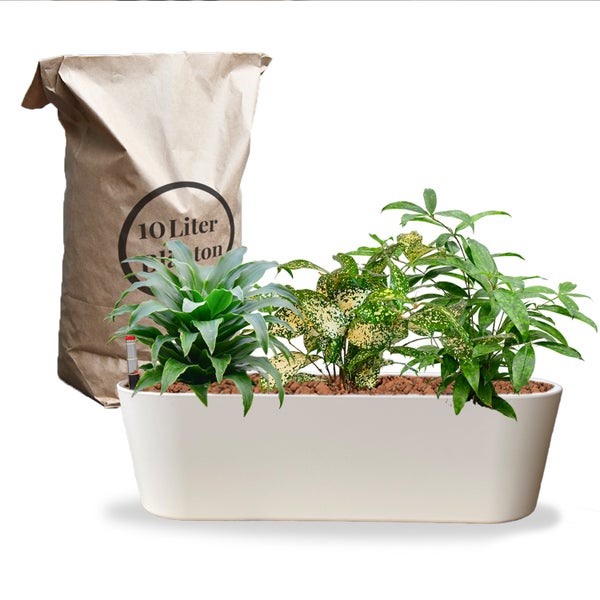 Pflanzgefäß mit Pflanzen und eine Packung Ton-Granulat mit 10 Litern Füllmenge