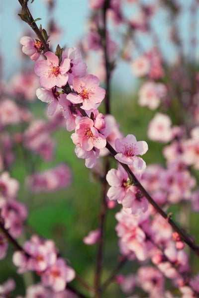 Nahaufnahme eines blühenden Pfirsichbaums mit zahlreichen hellrosa Blüten an den Zweigen im Frühling.