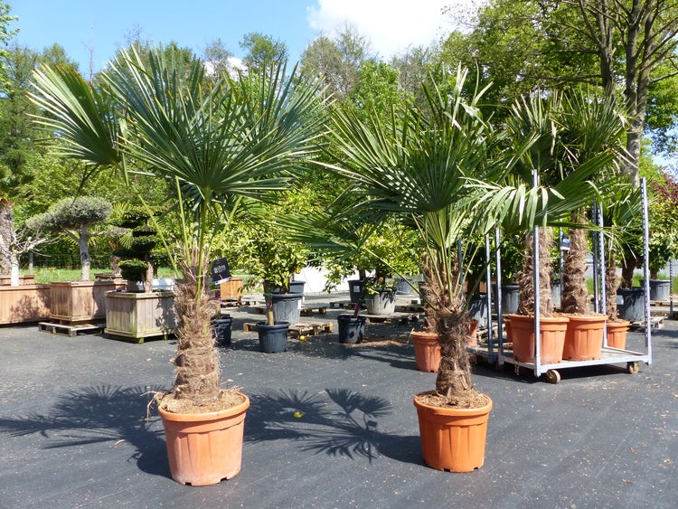 2 Stück im Palmenset Trachycarpus fortunei dicke Stämme 200 cm Hanfpalme, winterharte Palme bis -18°C