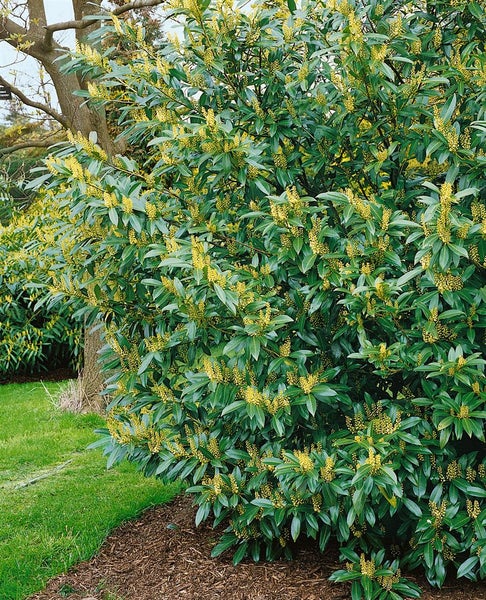 Prunus laurocerasus 'Herbergii', Kirschlorbeer, immergrün, 80–100 cm