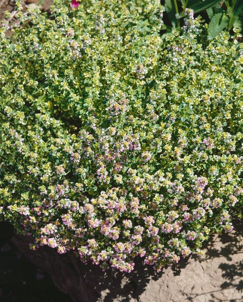 Thymus x citriodorus 'Golden King', Zitronenthymian, ca. 9x9 cm Topf