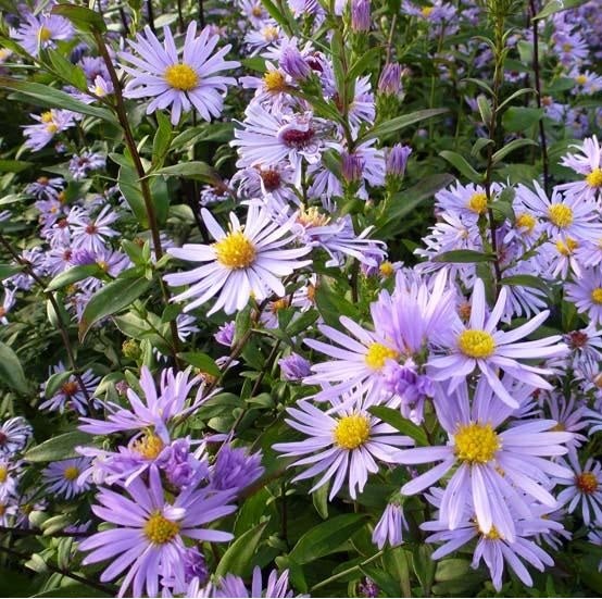 Nahaufnahme von lila Raublatt-Astern im Garten.