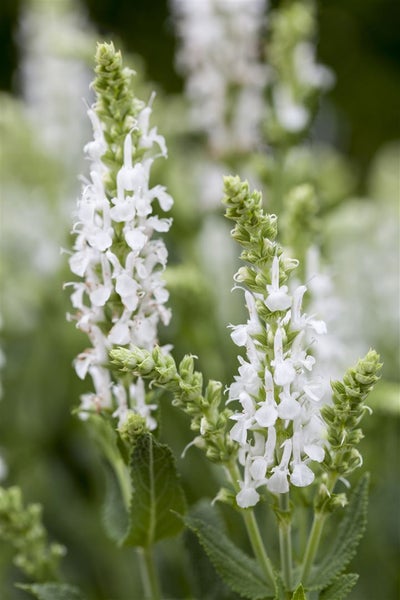 Salvia nemorosa 'Adrian', Steppensalbei, violett, ca. 9x9 cm Topf