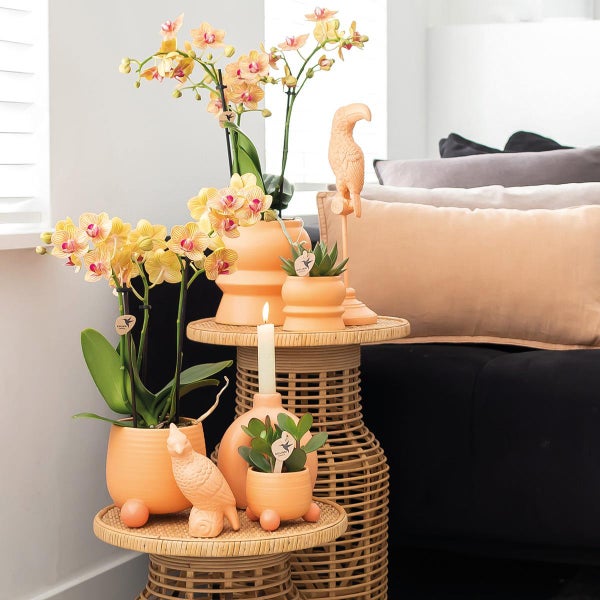 Orchidee in einem Keramiktopf