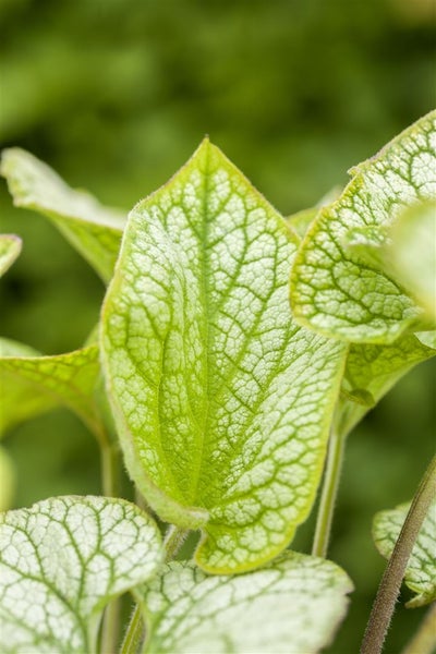 Brunnera macrophylla, Kaukasusvergissmeinnicht, ca. 9x9 cm Topf