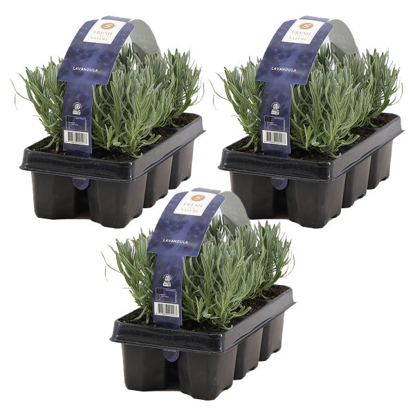 3x 6er-Pack - Lavandula Angustifolia - Lavendel - Strauch - Winter Herz – ⌀15-20 cm