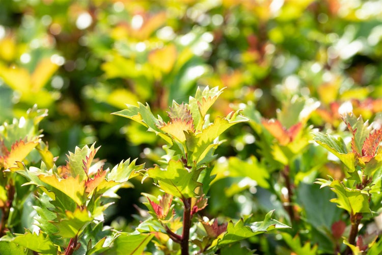 Ilex meserveae 'Little Rascal', Stechpalme, kompakt, 30–40 cm