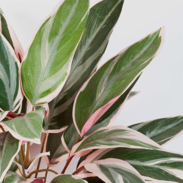 Künstliche Pflanze mit spitz zulaufenden grün-rosa gemusterten Blättern.